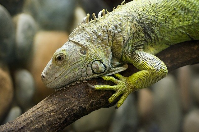 Why is my Green Iguana Turning Orange? A Useful Answer