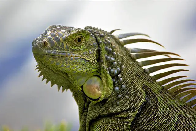 How Smart are Iguanas? You Will Be Surprised