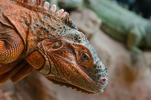 How Do Iguanas Attack? You, Will, Be Surprised