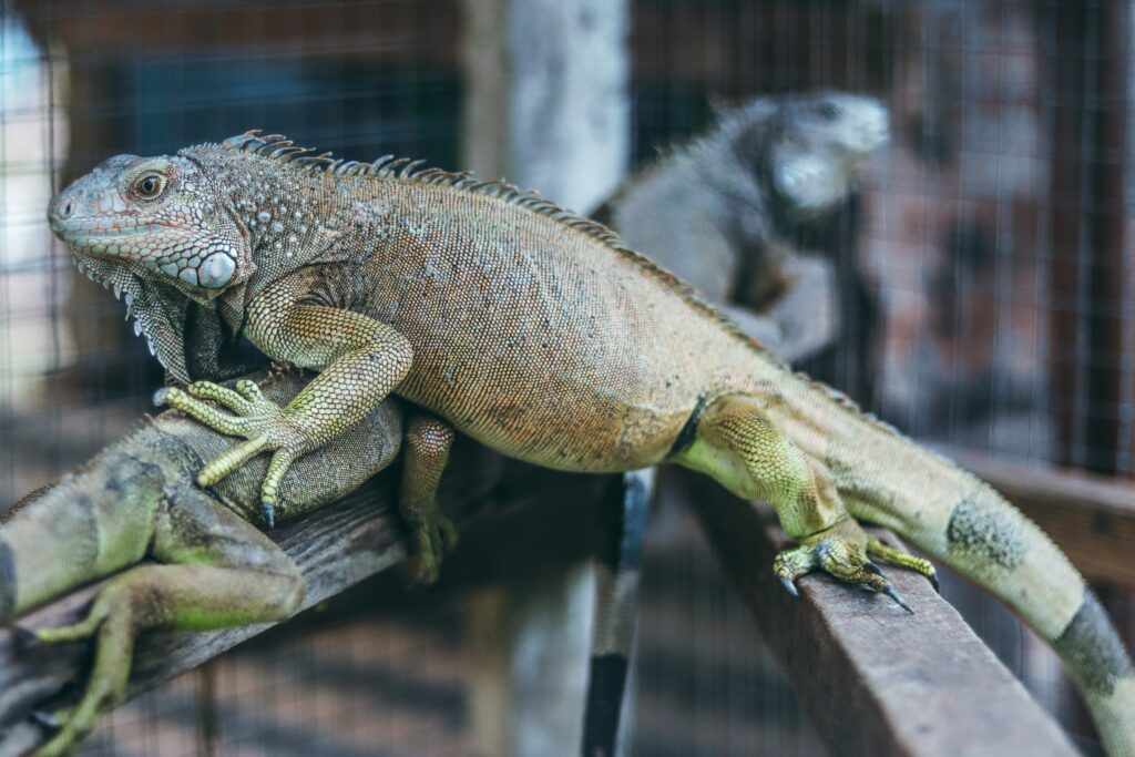 Iguana Facts Do Iguanas Like Affection Reptiles Amphibians