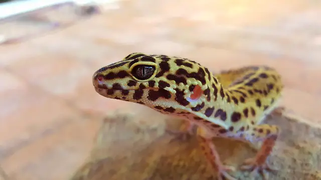 The Native Habitat of the Leopard Gecko