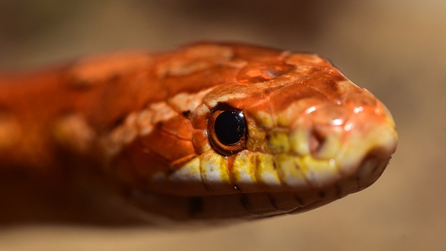 How bright is too bright of a vivarium light for corn snakes eyes?