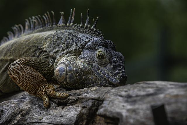 Can Iguanas Eat Humans?  The Surprising Answer