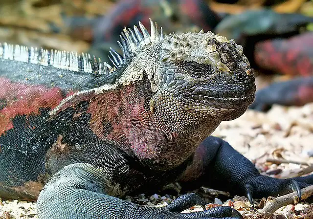 How Can Marine Iguanas Stop Their Hearts? A Surprising Answer