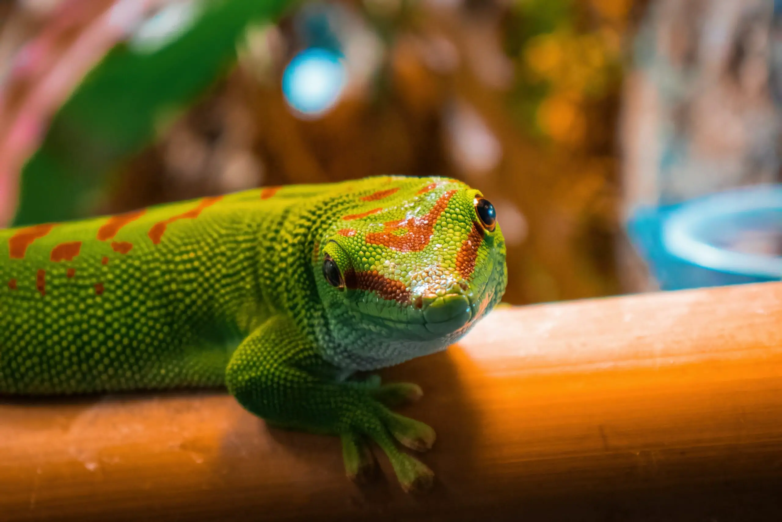 What Do Crimson Giant Day Geckos Eat?: A Guide to the Diet of This Fascinating Lizard