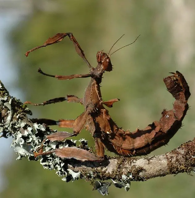 Will Chickens Eat Stick Insects? What You Need To Know