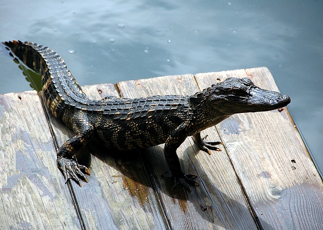 Can Alligators Only Hunt In Water? The Surprising Answer