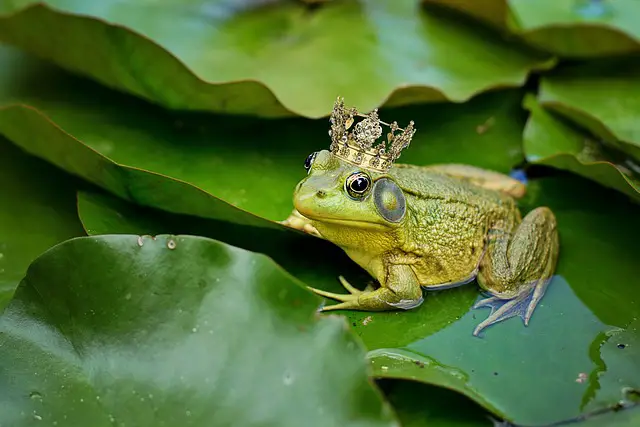 Can Frogs Recognize Their Owners? You Will Be Surprised