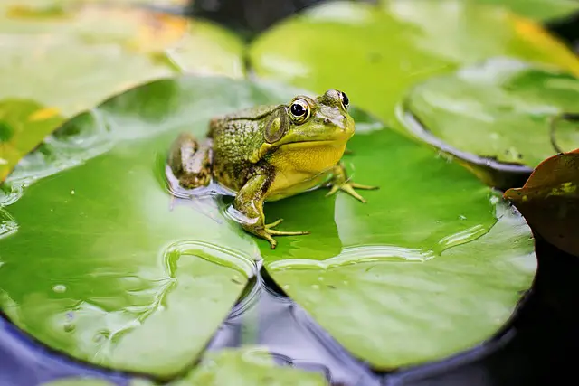 Do Frogs Need Calcium Powder? You Will Be Surprised