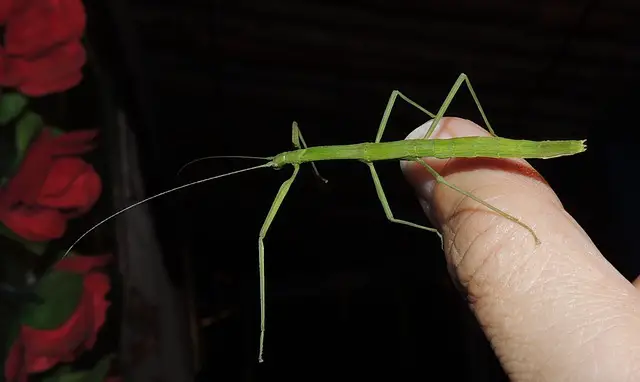 What to Feed Your Stick Insects in Winter? What To Know