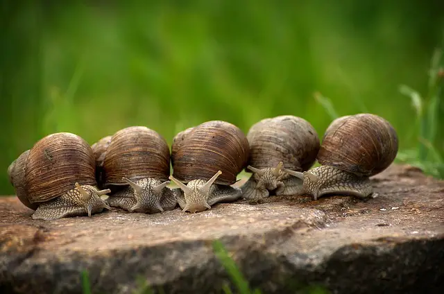Can Stick Insects Live With Snails? You will be Surprised