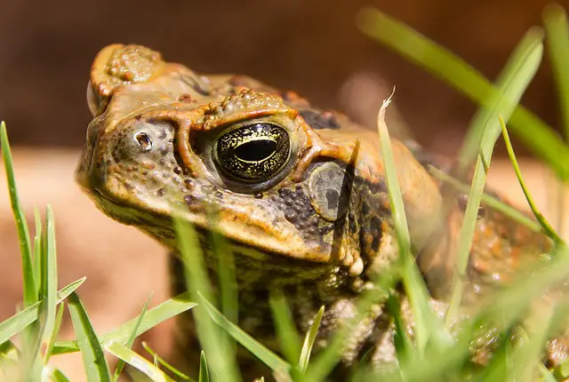 Will Wasp Spray Kill Cane Toads? You Will Be Surprised