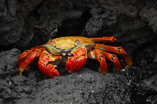 How did humans discover crabs were edible?