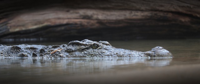 Do saltwater crocodiles have bad tempers or are they just responding appropriately to their environment?