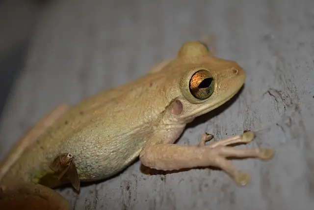 Can you eat Cuban tree frogs? You Will Be Surprised