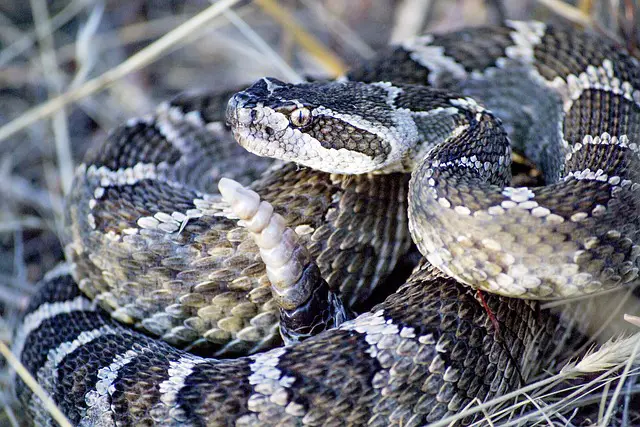 When and how do venomous snakes’ dry bites happen?