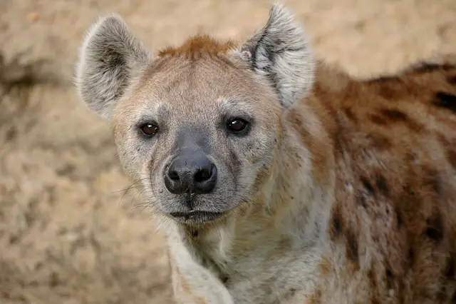 The Scavengers of the African Plains: Hyenas. There Natural Predators