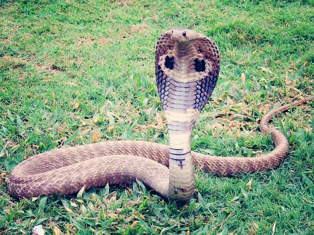 Do King Cobras Eat Pythons? The Surprising Answer