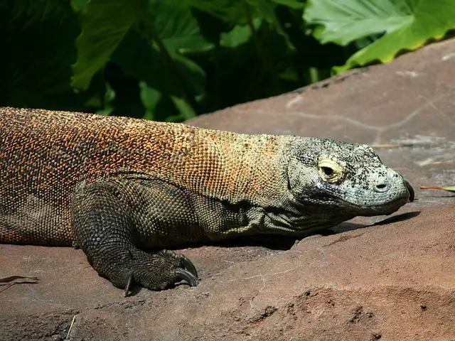 Can monitor lizards get as big as Komodo dragons? You Will Be Surprised