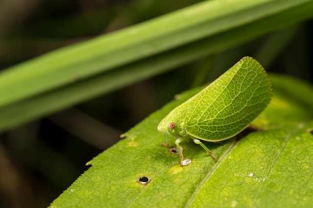 Can Stick Insects and Leaf Insects Co-Exist?
