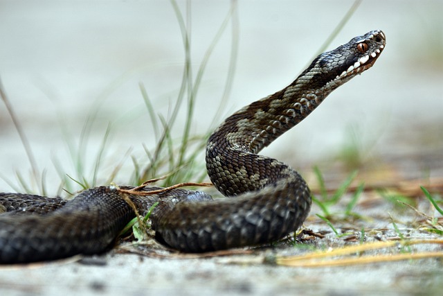Can Adder Snakes Swim? The Surprising Answer