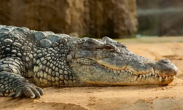How to Tell if a Saltwater Crocodile Is Nearby. Five Main Signs