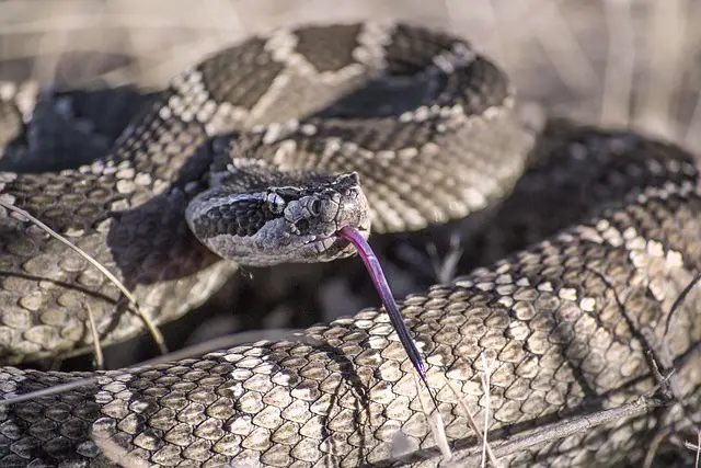 How to React if a Rattlesnake Rattles at You. A Must Read