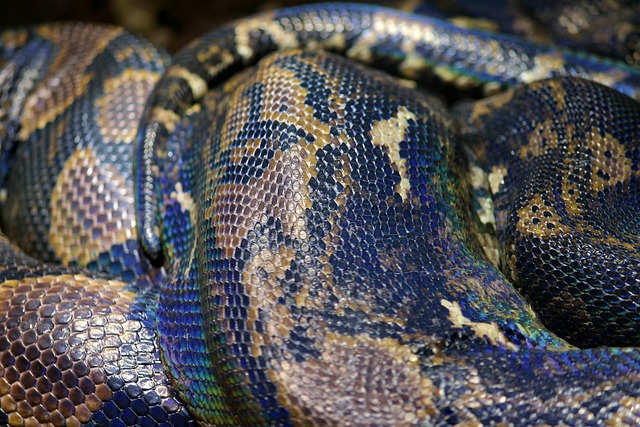 Can the invasive pythons from Florida be eaten?