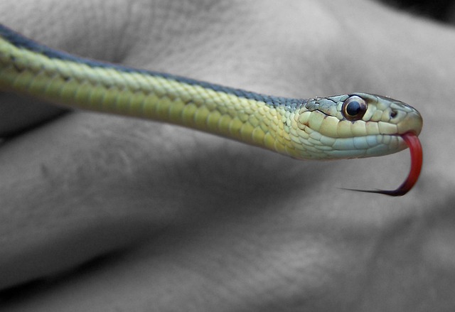 The Venomous Snake Tongue: Fact or Fiction?