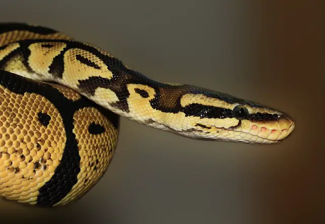 Can You Keep a Corn Snake With a Ball Python? An experts Answer