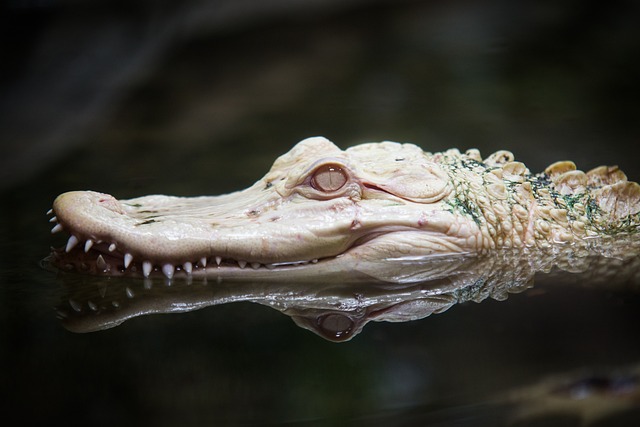 Do Albino Alligators Get Sunburned?