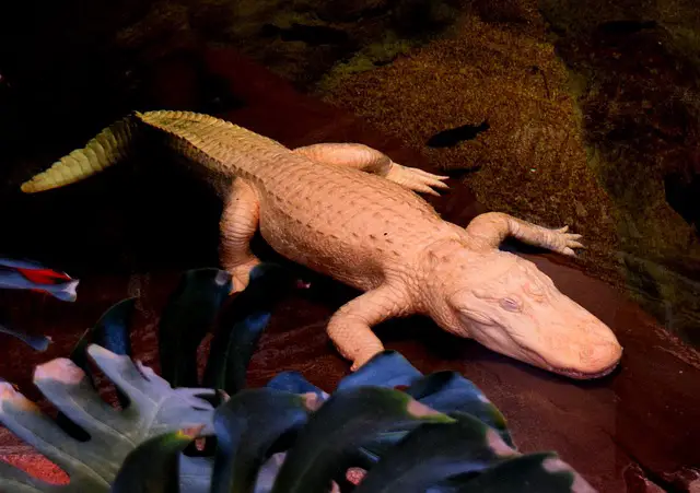 What does an albino alligator look like?