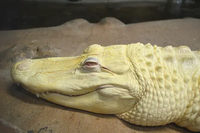 Can albino alligators survive in the wild?