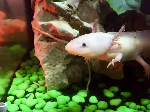Axolotls and Ichthyophthirius (ICH) What To Know