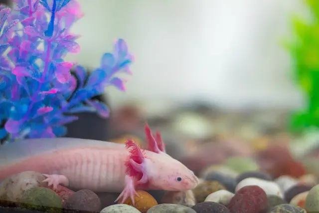 Can an Axolotl Jump Out of Its Tank?