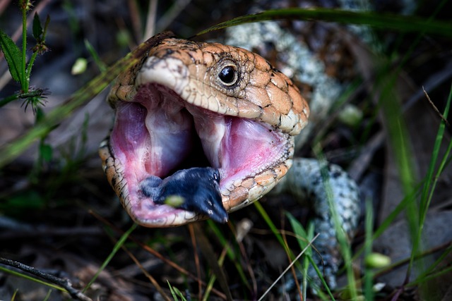 The Cost of Caring for and buying a Shingleback Lizard