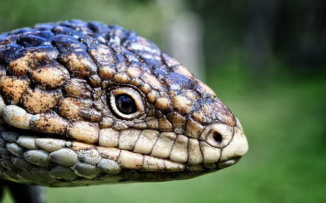 Should You Get a Shingleback Lizard as a Pet?