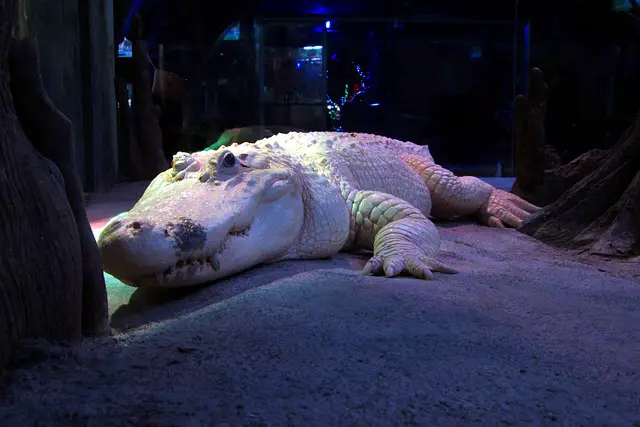 Are Albino Alligators Rare? A closer look at Albina Alligators