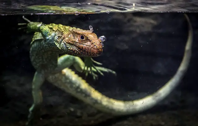 Understanding How Lizards Die Naturally