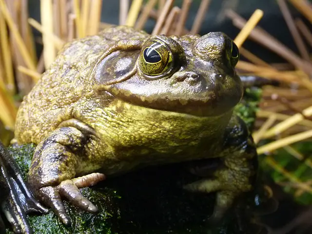 Can Frogs Get Obese? You Will Be Surprised