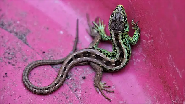 What Happens When Lizards Lose Their Tails?