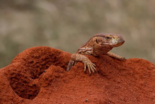 The Color-Changing Abilities of Monitor Lizards