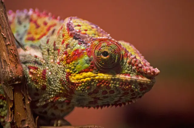 Do Lizards Remember You? The Truth About Their Memory Capacity