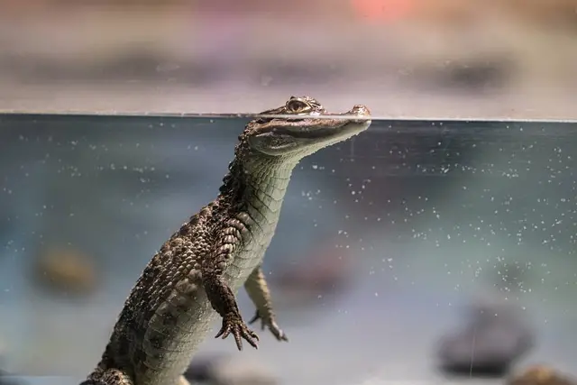 Is Paint Fumes Dangerous to Reptiles?