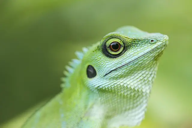 Why Do Lizards Raise Their Feet? Explained