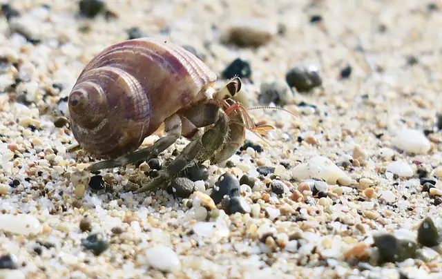 Can Lizards and Hermit Crabs Live Together? A Detailed Answer