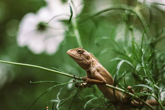 Do Lizards Turn Brown When They Die: Myth or Fact?