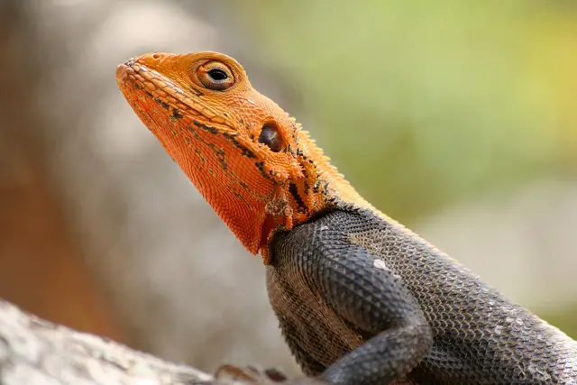 Can Lizards Get Drunk? Exploring the Effects of Alcohol on Reptiles