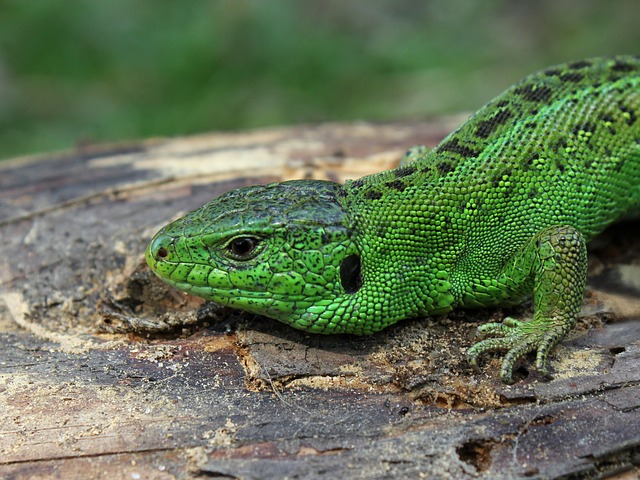 Why Do Lizards Stay Still? The Surprising Reason Behind Their Motionless Behavior