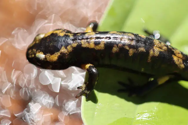 Why Is My Tiger Salamander Not Eating? Common Reasons and Solutions
